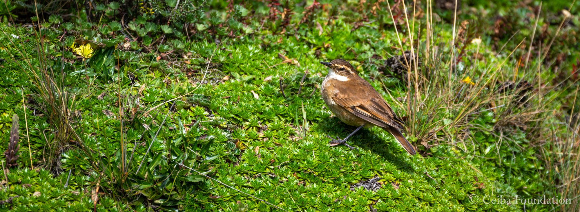 Bar-winged Cinclodes